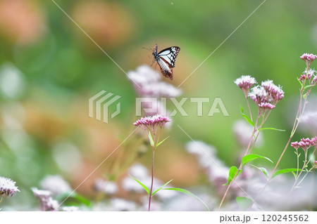 フジバカマの花を飛び交うアサギマダラ 120245562