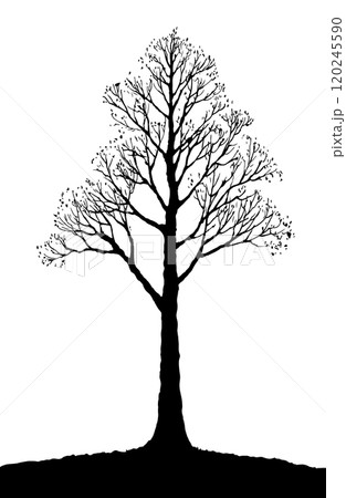 Vector drawing. Big bare tree 120245590