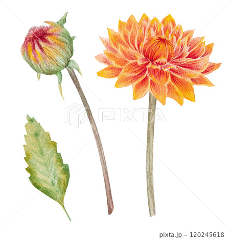 Watercolor illustration of orange dahlia flower with green leaves. Hand drawn watercolor dahlia flower for floral design and nature theme Watercolor illustration of orange dahlia flower with green leaves. Hand drawn watercolor dahlia flower for floral design and nature theme 120245618