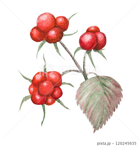 Watercolor illustration of bramble berry, hand drawn bramble 120245635
