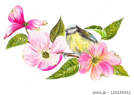 Watercolor illustration, titmouse sitting on a flowering dogwood branch, with beautiful pink flowers. Hand-painted watercolor spring drawing Watercolor illustration, titmouse sitting on a flowering dogwood branch, with beautiful pink flowers. Hand-painted watercolor spring drawing 120245652