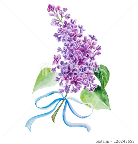 Watercolor illustration of a lilac branch with a cute bow. Hand painted watercolor spring drawing of lilac Watercolor illustration of a lilac branch with a cute bow. Hand painted watercolor spring drawing of lilac 120245655