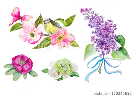Watercolor illustrations set with pink rhododendron flowers, white viburnum, lilac sprig and pink dogwood flowers with titmouse. Hand painted watercolor spring drawing Watercolor illustrations set with pink rhododendron flowers, white viburnum, lilac sprig and pink dogwood flowers with titmouse. Hand painted watercolor spring drawing 120245656