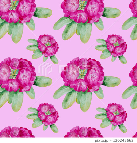 Watercolor illustrations seamless pattern with pink rhododendron flowers. Hand painted watercolor spring seamless pattern with rhododendron bouquet 120245662