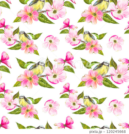 Seamless pattern.Watercolor illustration, titmouse sitting on a flowering dogwood branch, with beautiful pink flowers. Hand painted watercolor seamless spring pattern Seamless pattern.Watercolor illustration, titmouse sitting on a flowering dogwood branch, with beautiful pink flowers. Hand painted watercolor seamless spring pattern 120245668