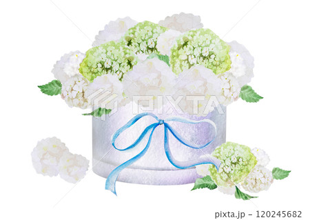 Watercolor illustrations set of bouquet with branches and flowers of white viburnum and cute bow on the box. Hand painted watercolor spring set with bouquet of white viburnum Watercolor illustrations set of bouquet with branches and flowers of white viburnum and cute bow on the box. Hand painted watercolor spring set with bouquet of white viburnum 120245682