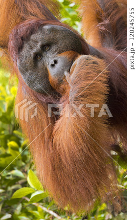 Orangutan, Tanjung Puting National Park, Borneo 120245755