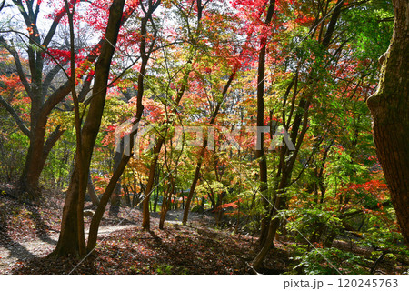 世界遺産/南漢山城　紅葉に染まる散策路 【韓国/京畿道】 120245763