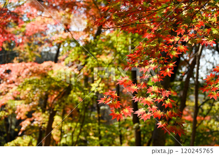黄緑と赤のグラデーションの紅葉 120245765