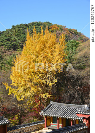秋の南漢山城・銀杏の木と顕節祠【韓国/京畿道】 秋の南漢山城・銀杏の木と顕節祠【韓国/京畿道】 120245767