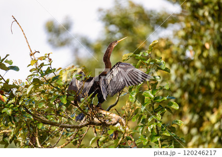 Snakebird, darter, American darter, or water turkey, Anhinga anhinga, Costa Rica 120246217