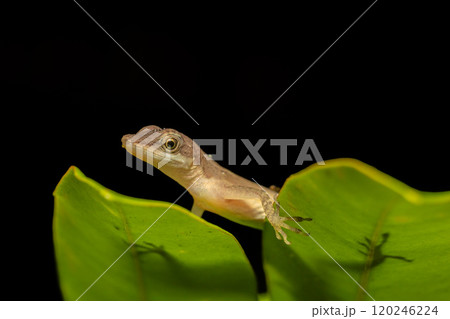 Anolis Limifrons, Cano Negro, Costa Rica Anolis Limifrons, Cano Negro, Costa Rica 120246224