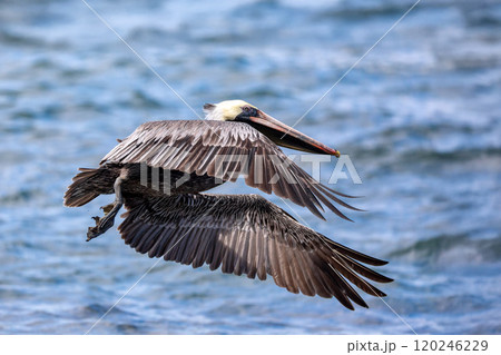 Brown pelican (Pelecanus occidentalis) Ocotal Beach, Costa Rica. Brown pelican (Pelecanus occidentalis) Ocotal Beach, Costa Rica. 120246229
