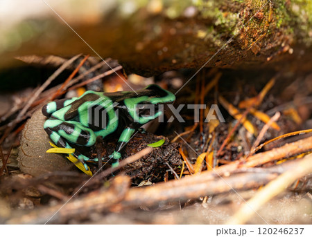 Green-and-black poison dart frog (Dendrobates auratus), Arenal, Costa Rica Green-and-black poison dart frog (Dendrobates auratus), Arenal, Costa Rica 120246237
