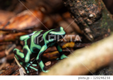 Green-and-black poison dart frog (Dendrobates auratus), Arenal, Costa Rica 120246238