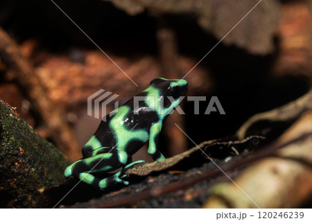 Green-and-black poison dart frog (Dendrobates auratus), Arenal, Costa Rica Green-and-black poison dart frog (Dendrobates auratus), Arenal, Costa Rica 120246239