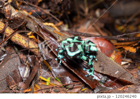 Green-and-black poison dart frog (Dendrobates auratus), Arenal, Costa Rica 120246240