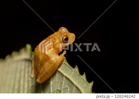Dendropsophus microcephalus, species of frog. Refugio de Vida Silvestre Cano Negro, Costa Rica Wildlife 120246242