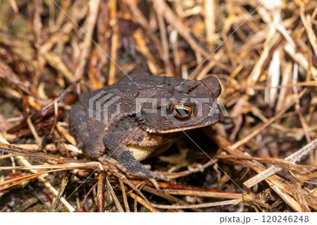 Gulf Coast toad (Incilius valliceps). Refugio de Vida Silvestre Cano Negro, Costa Rica Wildlife 120246248