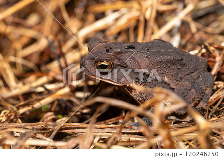 Gulf Coast toad (Incilius valliceps). Refugio de Vida Silvestre Cano Negro, Costa Rica Wildlife Gulf Coast toad (Incilius valliceps). Refugio de Vida Silvestre Cano Negro, Costa Rica Wildlife 120246250