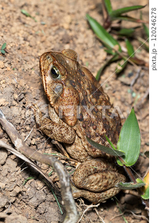 Rhinella horribilis, giant toad frog, located in Mesoamerica and north-western South America. Costa Rica wildlife Rhinella horribilis, giant toad frog, located in Mesoamerica and north-western South America. Costa Rica wildlife 120246278