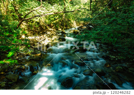 Stream in green Tropical Rain Forest, Rincon de la Vieja, Province, Costa Rica 120246282