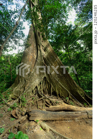 Fig Tree roots in Rincon de la Vieja, Province, Costa Rica 120246285