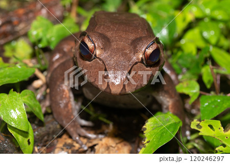 Savages thin-toed frog - Leptodactylus savagei, Refugio de Vida Silvestre Cano Negro, Costa Rica Wildlife Savages thin-toed frog - Leptodactylus savagei, Refugio de Vida Silvestre Cano Negro, Costa Rica Wildlife 120246297