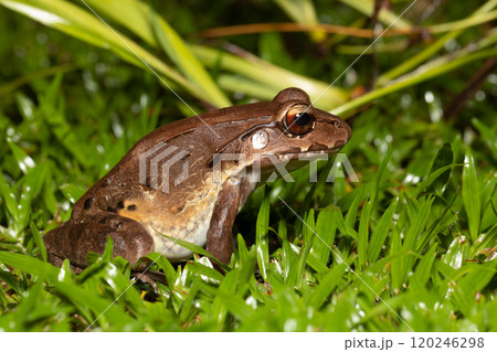 Savages thin-toed frog - Leptodactylus savagei, Refugio de Vida Silvestre Cano Negro, Costa Rica Wildlife Savages thin-toed frog - Leptodactylus savagei, Refugio de Vida Silvestre Cano Negro, Costa Rica Wildlife 120246298