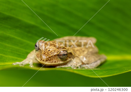 Veragua cross-banded tree frog (Smilisca sordida), species of frog. Refugio de Vida Silvestre Cano Negro, Costa Rica Wildlife. 120246300
