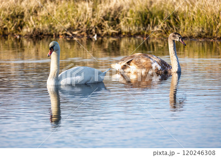 Young mute swan morning at the pond. 120246308