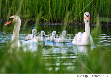Wild bird mute swan in spring on pond. Czech Republic Europe wildlife. 120246325