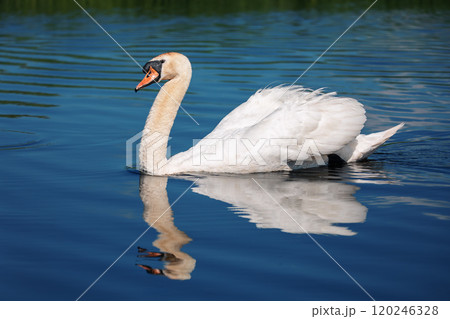 Mute swan, Cygnus, single bird on water. Czech Republic Europe wildlife. 120246328