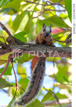 Variegated squirrel, Sciurus variegatoides. Playa Del Coco. Costa Rica wildlife. 120246334