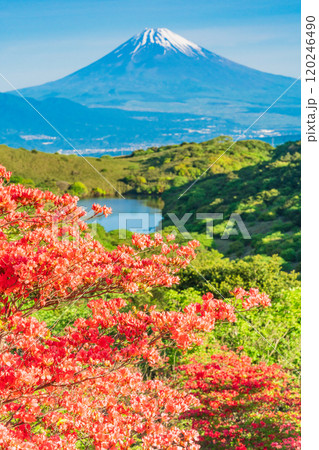 【静岡県】満開の山ツツジが美しい箱根玄岳から眺める富士山 【静岡県】満開の山ツツジが美しい箱根玄岳から眺める富士山 120246490