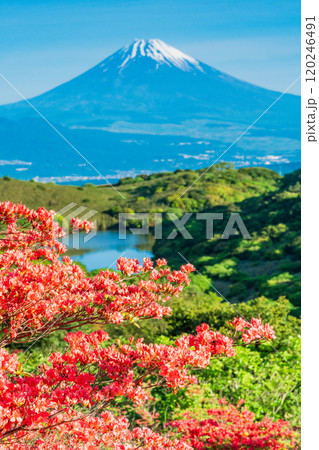 【静岡県】満開の山ツツジが美しい箱根玄岳から眺める富士山 【静岡県】満開の山ツツジが美しい箱根玄岳から眺める富士山 120246491