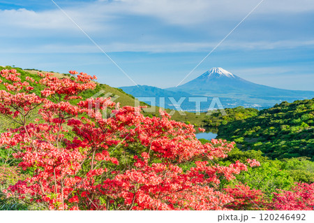 【静岡県】満開の山ツツジが美しい箱根玄岳から眺める富士山 【静岡県】満開の山ツツジが美しい箱根玄岳から眺める富士山 120246492