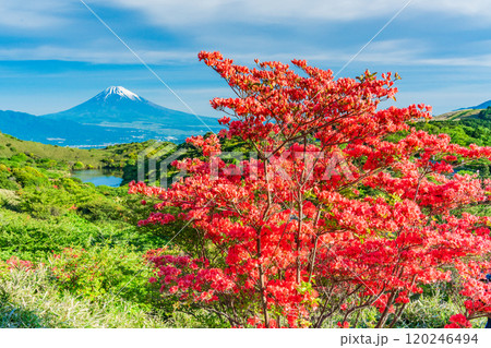 【静岡県】満開の山ツツジが美しい箱根玄岳から眺める富士山 【静岡県】満開の山ツツジが美しい箱根玄岳から眺める富士山 120246494