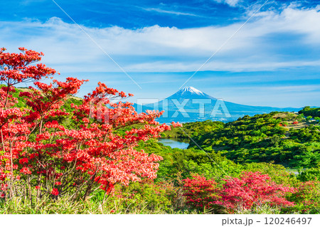【静岡県】満開の山ツツジが美しい箱根玄岳から眺める富士山 120246497