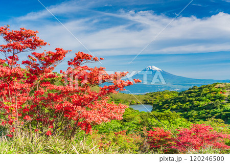 【静岡県】満開の山ツツジが美しい箱根玄岳から眺める富士山 【静岡県】満開の山ツツジが美しい箱根玄岳から眺める富士山 120246500