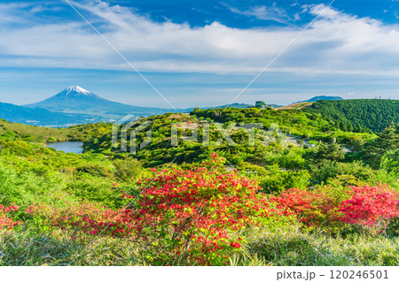 【静岡県】満開の山ツツジが美しい箱根玄岳から眺める富士山 120246501