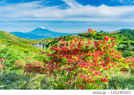 【静岡県】満開の山ツツジが美しい箱根玄岳から眺める富士山 120246503