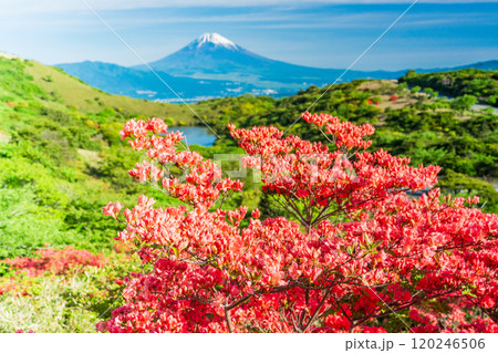 【静岡県】満開の山ツツジが美しい箱根玄岳から眺める富士山 120246506