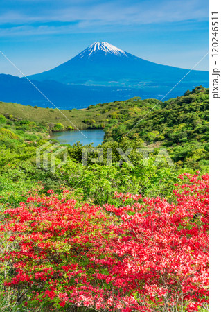 【静岡県】満開の山ツツジが美しい箱根玄岳から眺める富士山 120246511