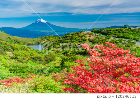 【静岡県】満開の山ツツジが美しい箱根玄岳から眺める富士山 120246515