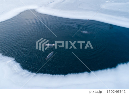 Aerial top down view of 3 fat spotted seals floating on the clear azure sea water. Cute wild animal in natural environment. Aerial top down view of 3 fat spotted seals floating on the clear azure sea water. Cute wild animal in natural environment. 120246541