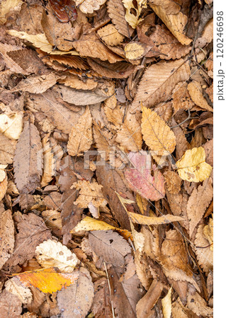 落ち葉の風景 120246698