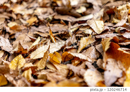 秋の落ち葉 秋の落ち葉 120246714