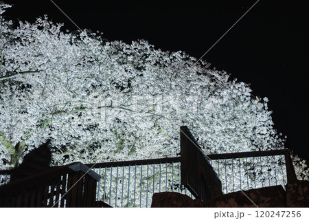 戌亥櫓台の夜桜【松代城跡】 120247256
