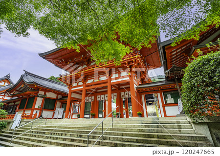 大津 近江神宮 楼門 滋賀県大津市 大津 近江神宮 楼門 滋賀県大津市 120247665
